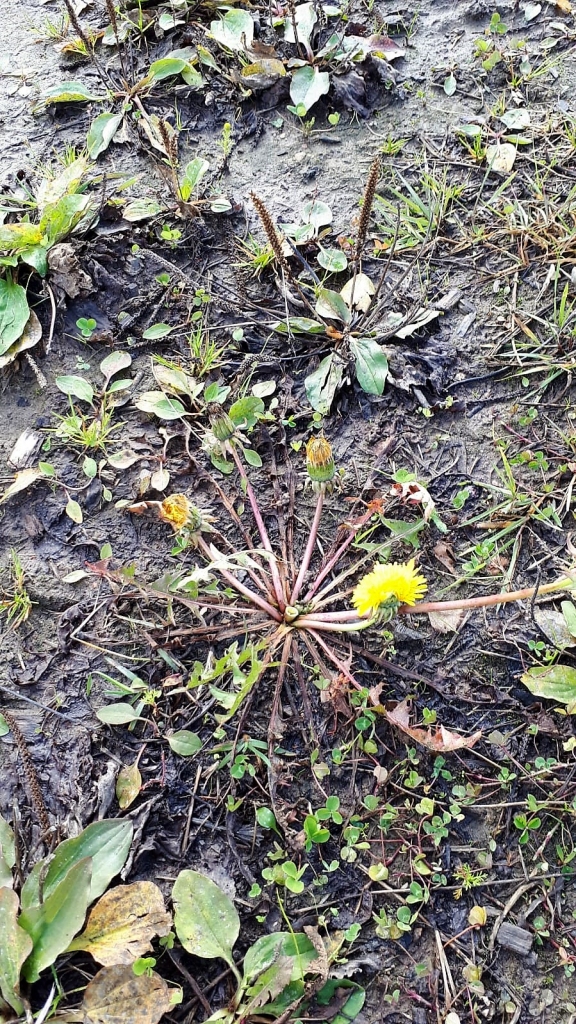 Autors: Iveta Krūmiņa 