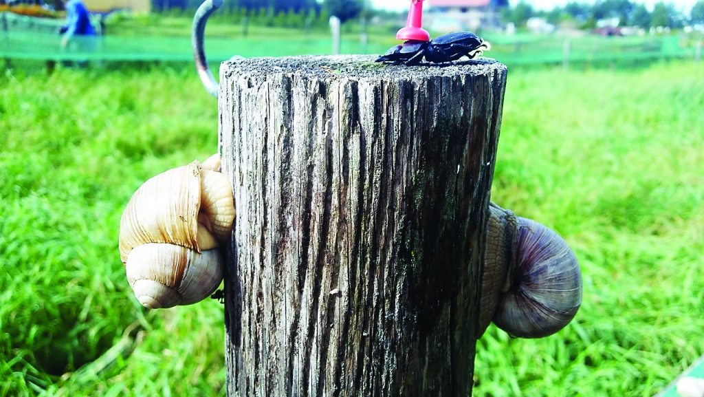 Vīngliemežiem ir arī ienaidnieki, piemēram, melnā skrejvabole.  
Autors: Pārsla Konrāde