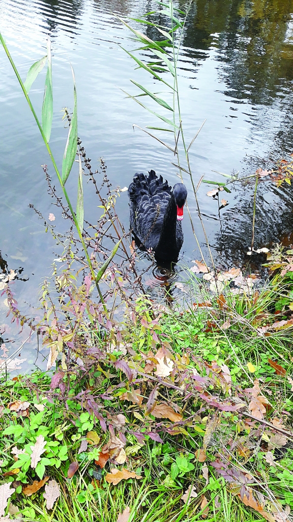 Autors: Ginta Alberte