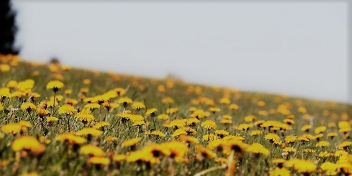 Autors: Iveta Krūmiņa 