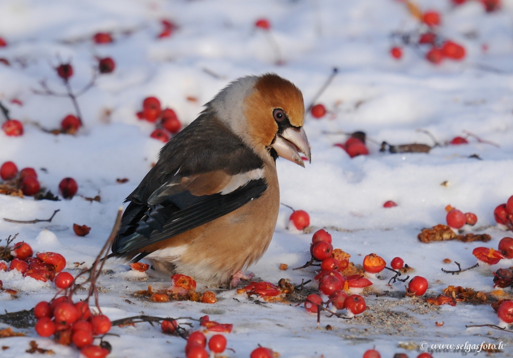 Dižknābis.
Autors: Selga Bērziņa