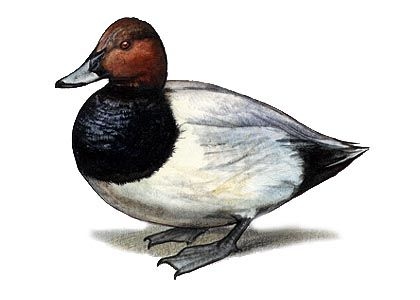 Autors: latvijasdaba.lv