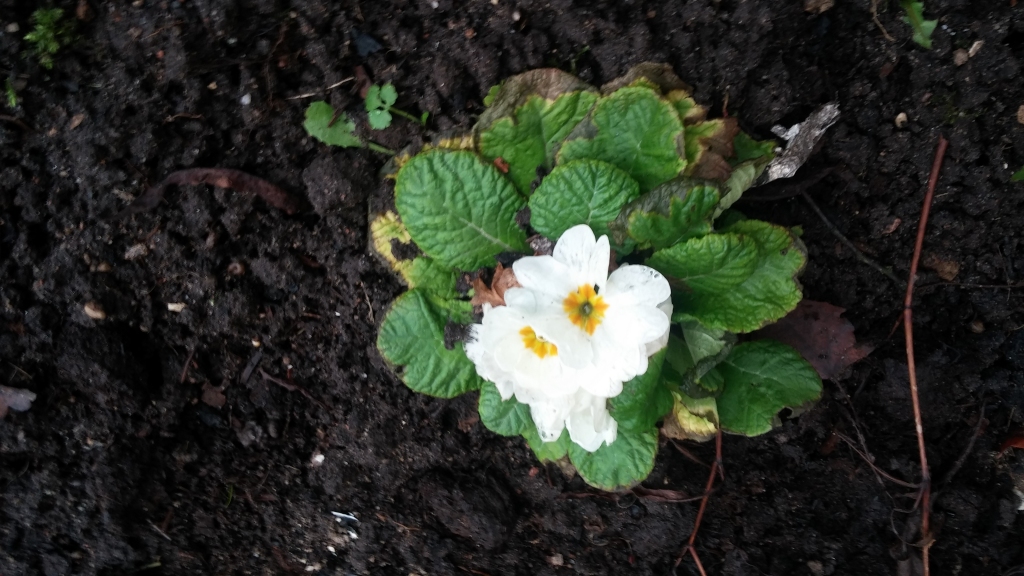 Uz Ziemassvētkiem Gulbenē, Brīvības ielā, uzziedējusi primula.
Autors: Tamāra Ulase