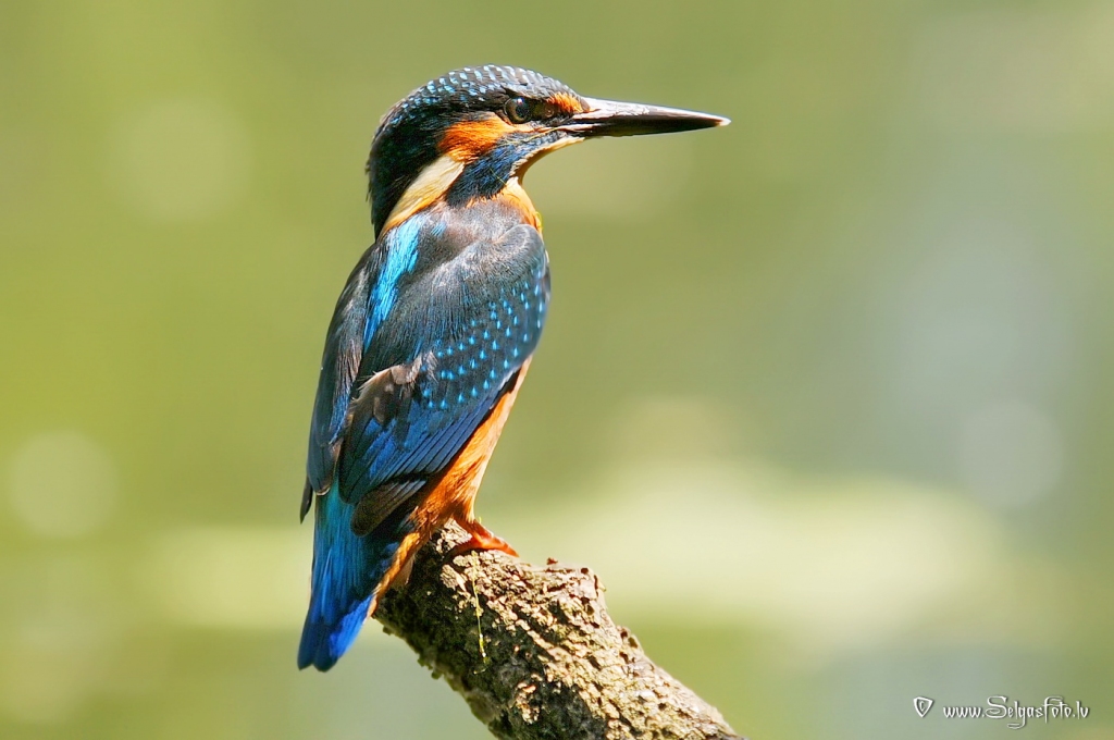 Zivju Dzenītis.
Autors: Selga Bērziņa