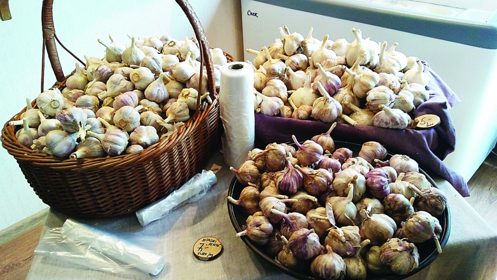 Ķiploki atšķiras gan formas, gan krāsas, gan garšas ziņā, taču visi ir vērtīgi. Ķiploku tējas stiprina imunitāti, attīra un izvada no organisma liekos toksīnus. Gripas, bronhīta vai citu saaukstēšanās slimību gadījumā tēja labi izsilda organismu un uzmundrina, paātrinot izveseļošanās laiku. Savukārt imunitātes stiprināšanai var lietot ķiploku medu. 
Autors: Pārsla Konrāde