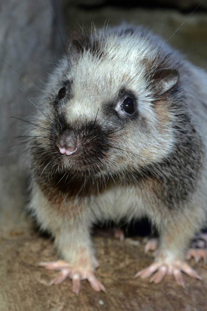 Autors: no Rīgas zooloģiskā dārza arhīva