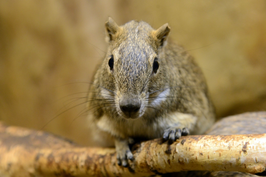 Moko žurka.
Autors: no Rīgas Zoloģiskā dārza