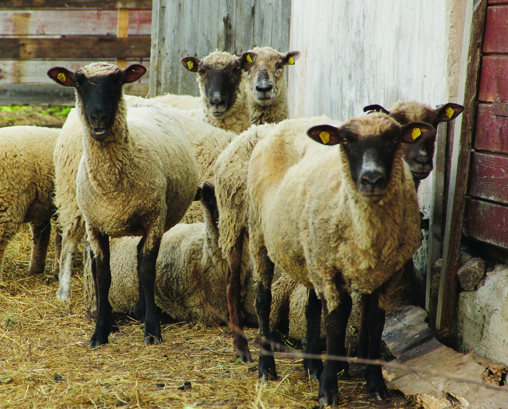 Latvija par graudu eksporta lielvalsti ir kļuvusi tāpēc, ka ir izveidoti spēcīgi graudkopības kooperatīvi. Lai par ienesīgu nodarbi kļūtu aitkopība, ir jāveido kooperatīvi.
Autors: no “Dzirksteles” arhīva