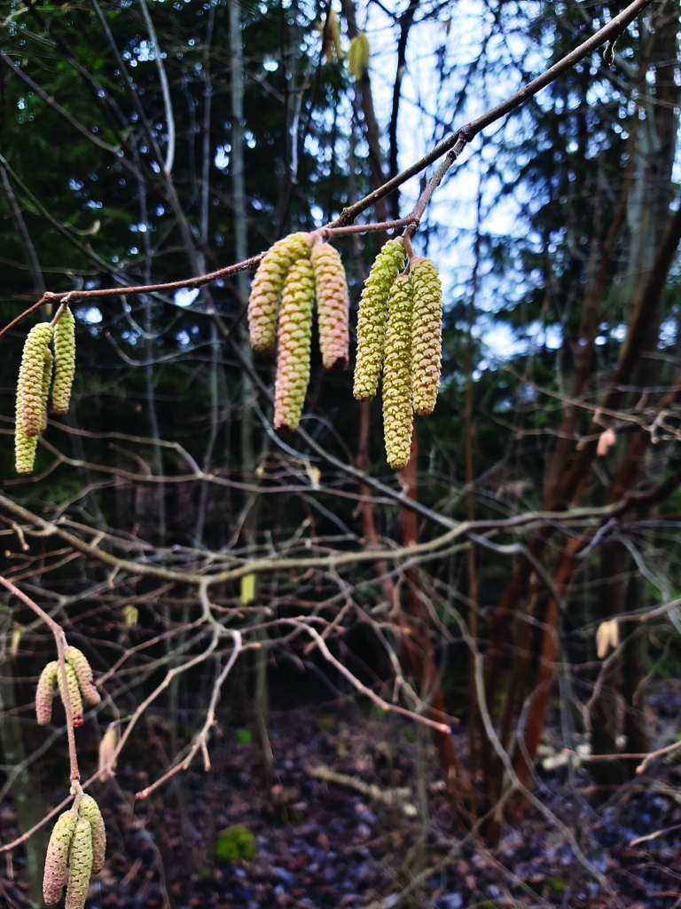 Autors: Ginta Alberte