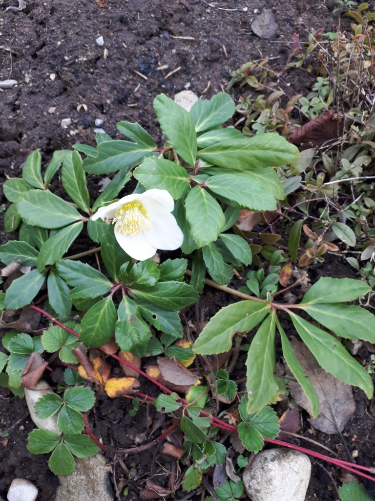 2020.gads.
Autors: Anna Ignatāne