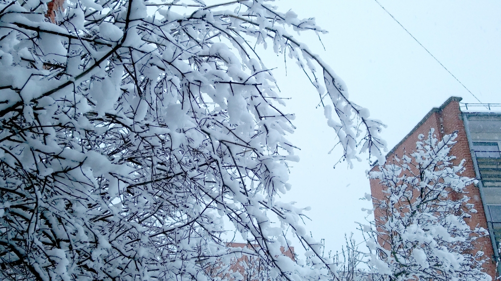 Autors: Pārsla Konrāde