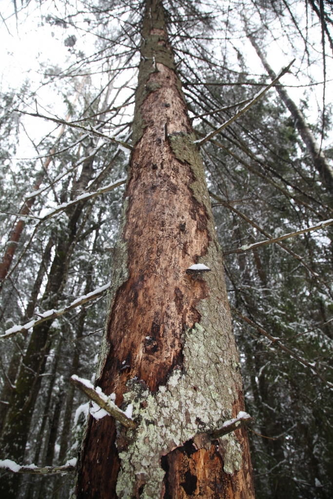 Te redzams egļu astoņzobu mizgraužu veikums. 
Autors: Gatis Bogdanovs