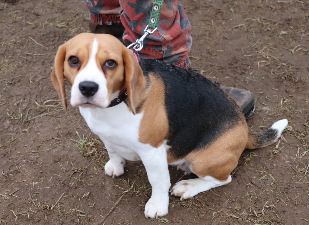 Šeila. 
Autors: Didzis Bauers (“Alūksnes un Malienas Ziņas”)