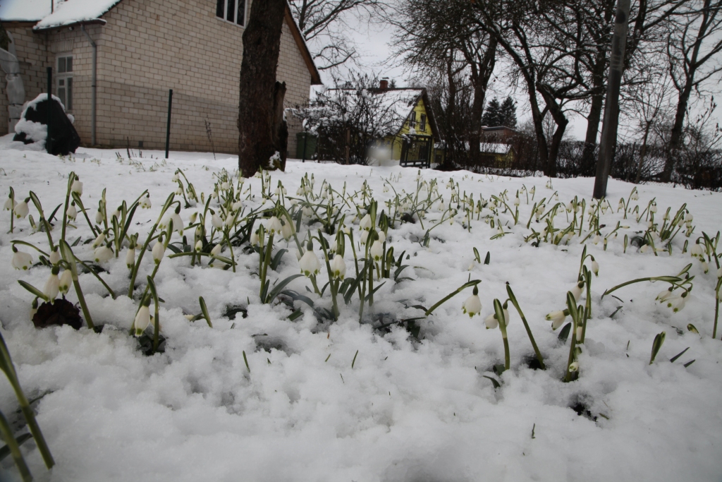 Autors: Gatis Bogdanovs