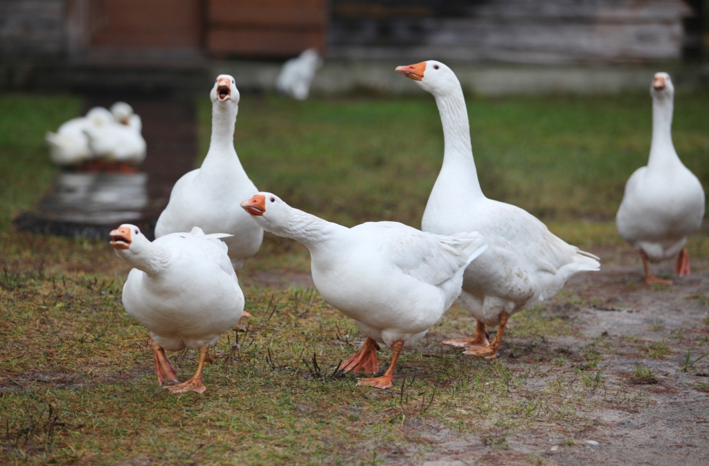 Autors:  no “Dzirksteles” arhīva