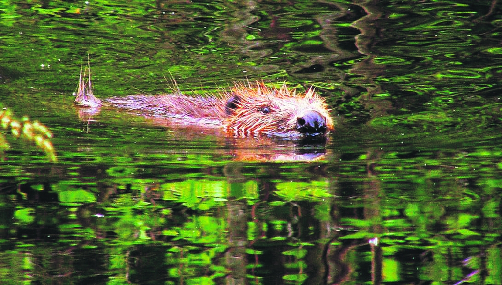 Autors: Vilnis Skuja