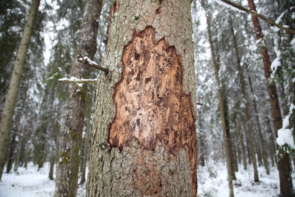Egļu mizgrauža veikums. 
Autors: Gatis Bogdanovs