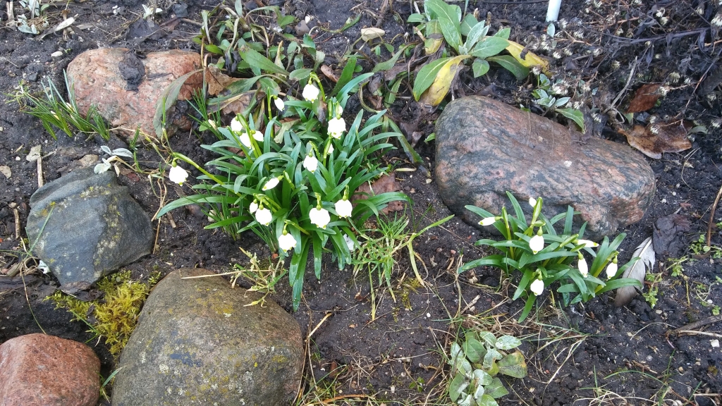 Autors: Pārsla Konrāde