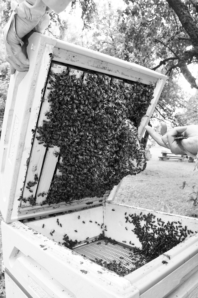 Pesticīdu ietekmi var novērtēt tikai ilgtermiņā. Pētījumi rāda, ka, piemēram, bites, kas ar tiem saskārušās, kļūst slinkākas, mazāk rūpējas par stropa iekšējo kārtību. Kādas sekas nelielas pesticīdu devas atstāj uz cilvēka organismu, nav zināms. 
Autors: DAINIS ĢELZIS