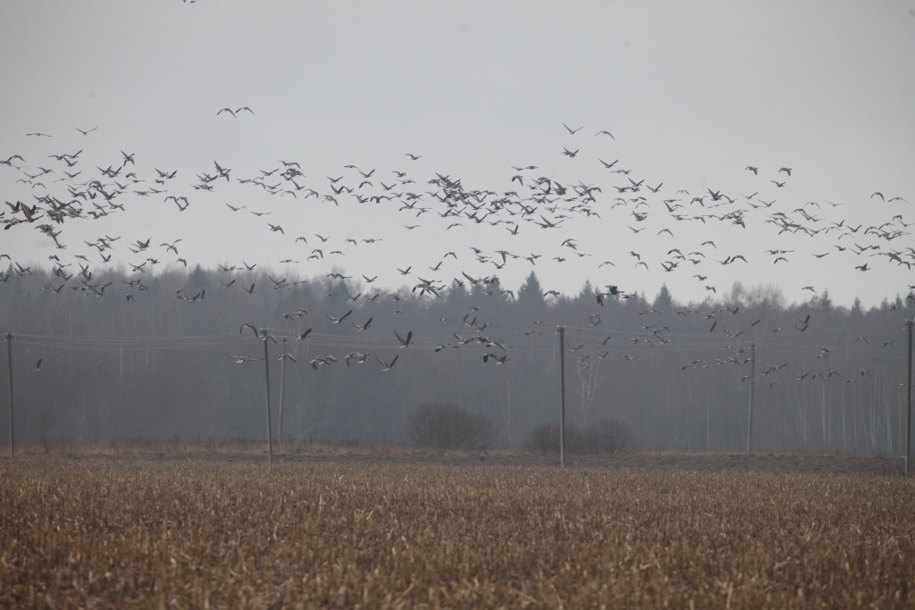 Autors: Gatis Bogdanovs