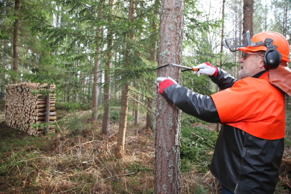 Guntis Grīnšteins rāda, ka viņa mežā priedes, kas augušas 25 gadus, sasniedz 16 līdz 26 centimetru diametru. 	
Autors: Gatis Bogdanovs