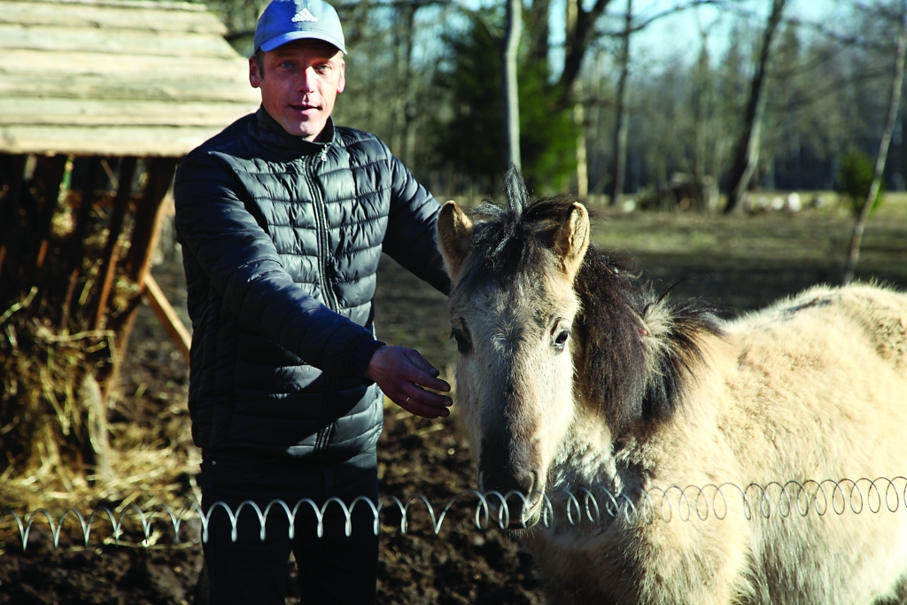 Stāmerenieša Gata Paidera saimniecībā ir pieci savvaļas zirgi - poļu koniki. Tie dzīvo brīvā vaļā saimnieka sarūpētā iežogojumā. Jaunākajam kumeliņam Vigo aprīlī apritēs gads. Viņš ir ļoti draudzīgs un drošs. Vigo rāmi stāv blakus, kamēr saimnieks viņam pabužina spalvu un noglauda galvu. “Foršs tu esi!” saka Gatis. “Dzirkstelei” Gatis paskaidro, ka tad, kad Vigo vēl bija pavisam mazs kumeliņš, viņš nācis pie dzīvnieka aplokā, runājies ar viņu, līdz ar to tagad zirdziņš izrāda pieķeršanos. Vai šogad ganāmpulkam piepulcēsies vēl kāds kumeliņš, Gatis nezina. Viņš pieļauj, ka tas var sanākt tāds pats pārsteigums kā pagājušajā gadā ar Vigo. “Aprīļa rītā nāku un skatos: stāv viens mazs uz četrām kājām - bija tāds prieks! Es ar viņu visu laiku runājos, paglaudu, un viņš arī ir tāds drošs - nebaidās,” priecīgi saka Gatis.	
Autors: Inita Savicka