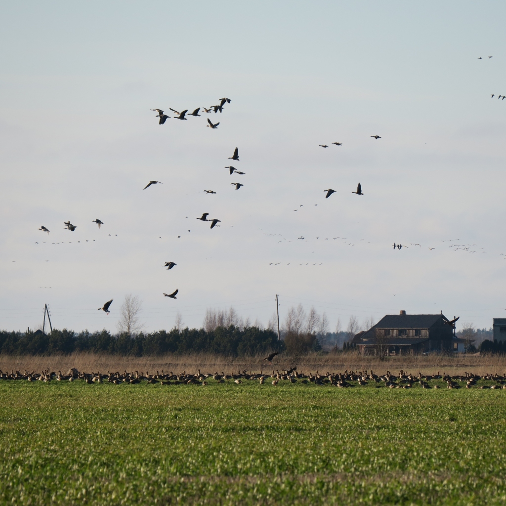 Autors: no “Dzirksteles” arhīva