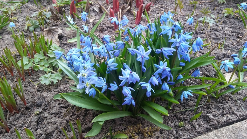 Autors: Pārsla Konrāde