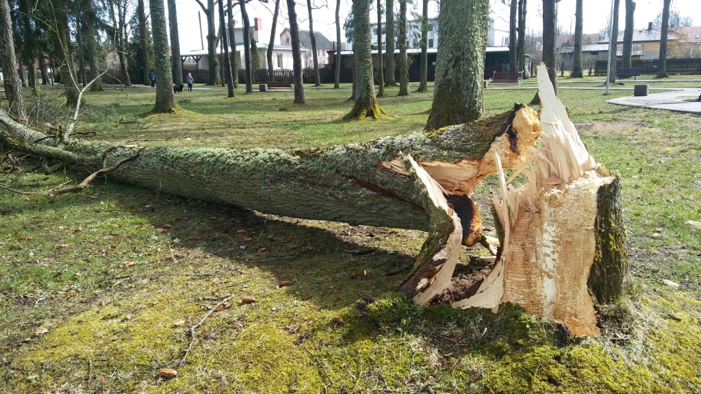 Autors: Pārsla Konrāde