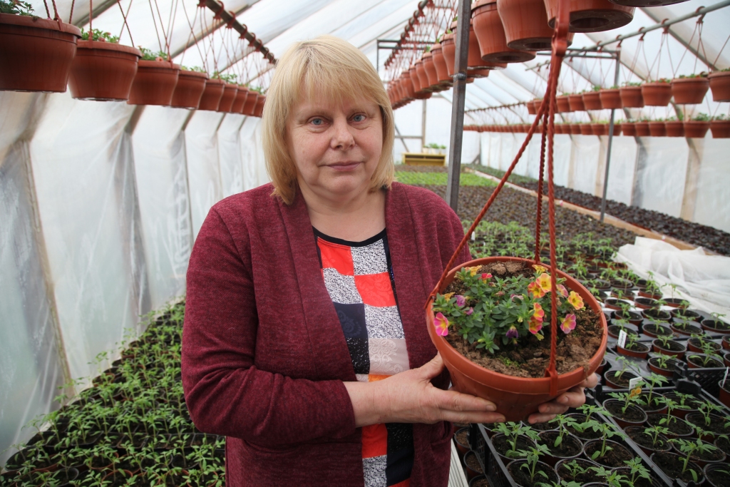 Mārītes Baltiņas saimniecībā “Ezeriņi” Rankas pagastā jūtams pavasaris. Siltumnīcās notiek liela rosība. “Mums ir piecas ar pusi siltumnīcas. Nu jau esam apstājušies pie šī daudzuma, jo saprotam, ka vairāk vienkārši fiziski nevaram izdarīt,” smaidot saka Mārīte. Viņa stāsta, ka kalibrahojām, kuras ir ļoti līdzīgas petūnijām, tikai ar daudz sīkākiem ziediem, iecienīta ir šķirne ‘Chameleon’. Tā maina krāsu pie noteiktas temperatūras un mitruma. 
Autors: Gatis Bogdanovs
