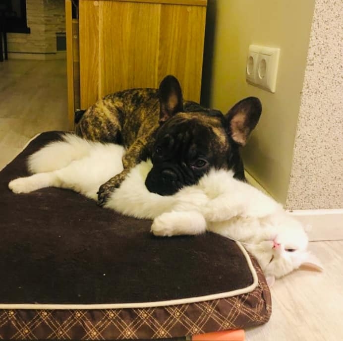 Autors: no Dreiškenu albuma