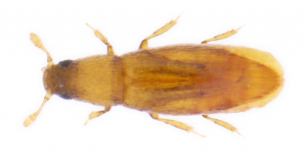 Autors: publicitātes foto