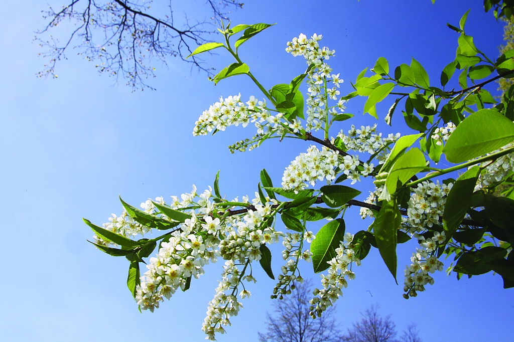 Autors: no “Dzirksteles” arhīva