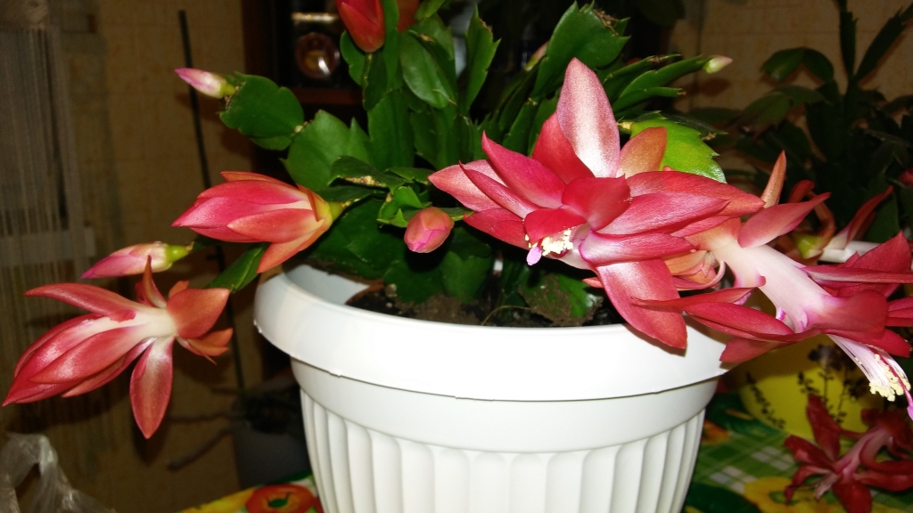 Autors: Pārsla Konrāde