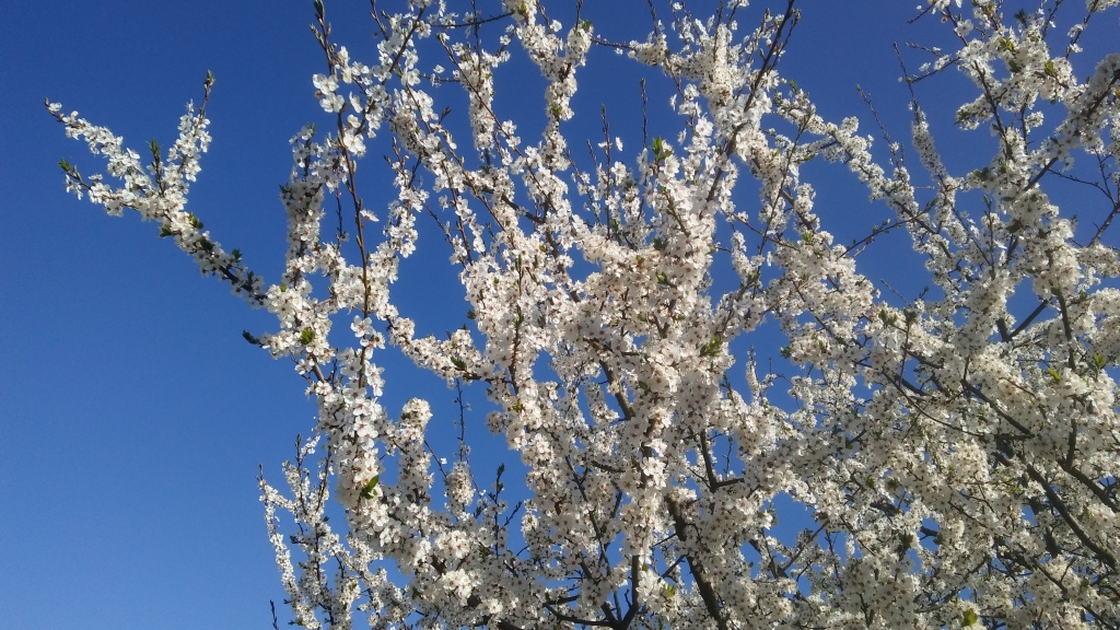 Autors: Pārsla Konrāde