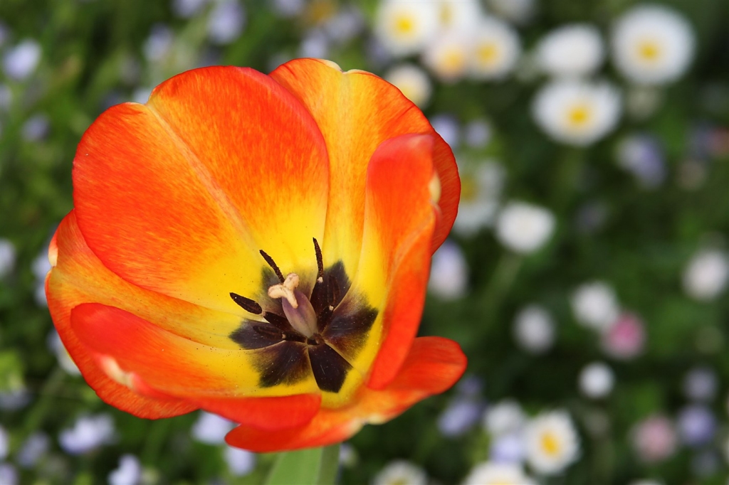 Autors: Gatis Bogdanovs