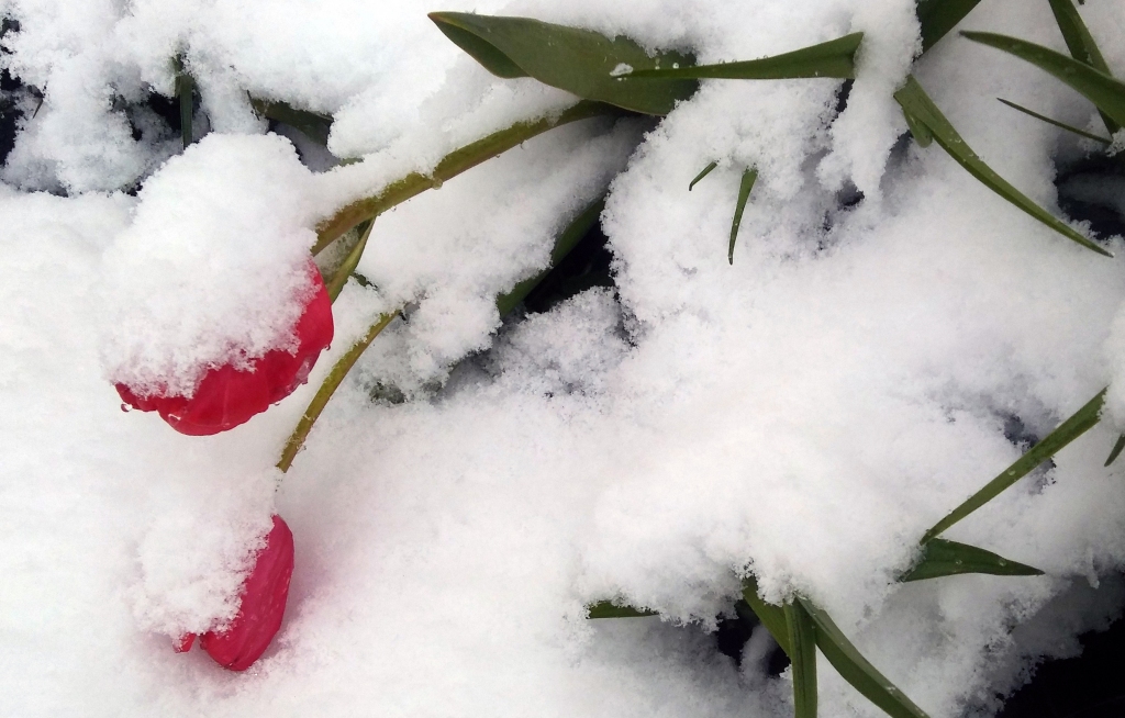 Autors: Pārsla Konrāde