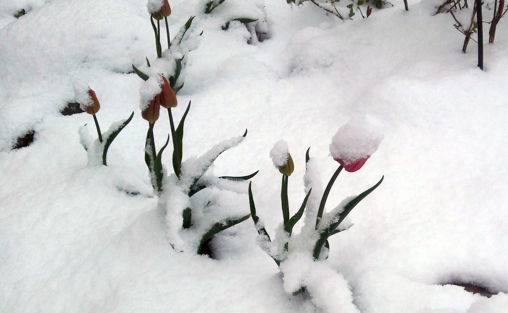 Gulbene 12.05.2020.
Autors: Pārsla Konrāde