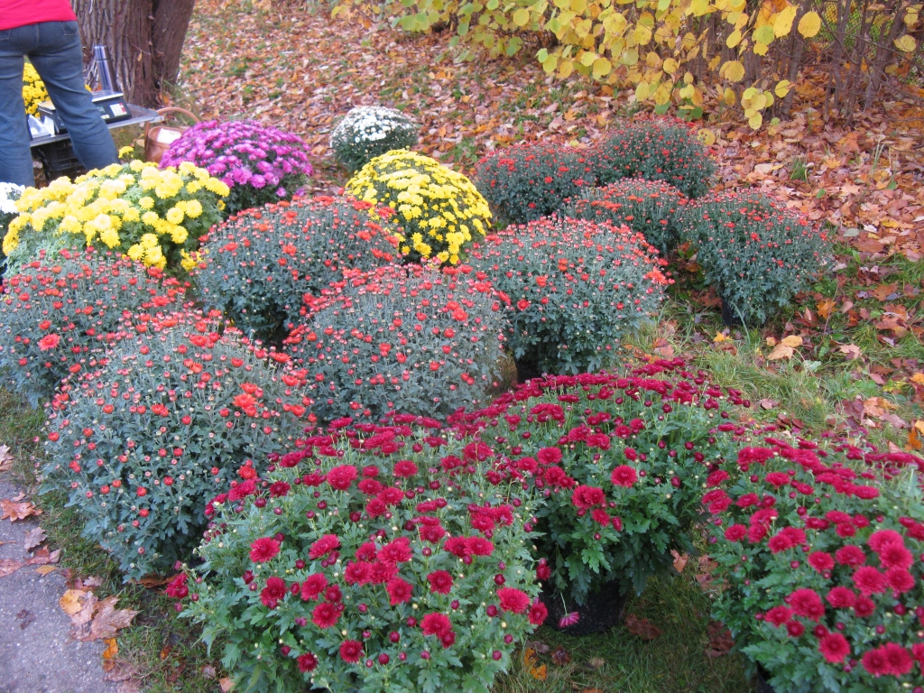 Autors: no “Dzirksteles” arhīva