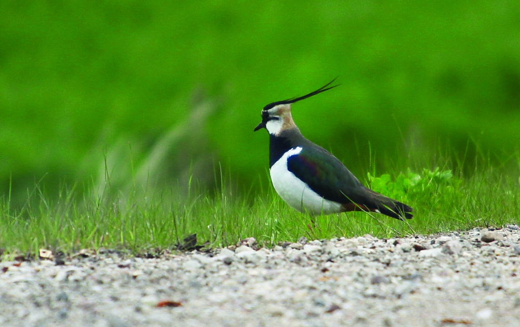 Redzot ķīvīti tuvumā, labi var saskatīt tās zaļganvioleto spīdumu un krāšņo cekulu, kurš īpaši izteikts ir tieši tēviņiem. 	
Autors: Gatis Bogdanovs