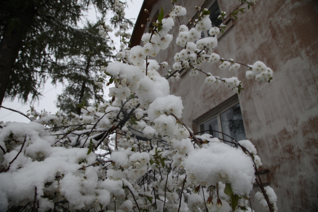 ziemā sniegu nesagaidījām, bet maija gandrīz pašā vidū Gulbenes novadu pārklāja vairākus centimetrus dziļa sniega sega. 	
Autors: Gatis Bogdanovs