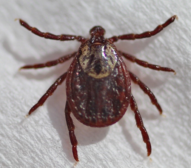 Par “Gada bezmugurkaulnieku 2020” Latvijas Entomoloģijas biedrība izvēlējusies ornamentēto pļavērci, kura Latvijā izplatās ļoti strauji.  
Autors: Voldemārs Spuņģis