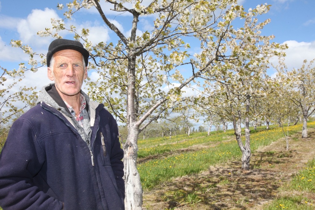 Atšķirībā no pagājušā gada, kad ķiršu ziedi nosala gandrīz simtprocentīgi, tad šī gada salnas dārzus ir saudzējušas. To atzīst arī Daukstu pagasta zemnieku saimniecības “Pļavnieki” saimnieks Guntars Sebris. Taču neraugoties uz to, līdz šim vēsais laika maijā neļauj attīstīties ogai, tāpēc lielākais ķiršu audzētājs novadā G.Sebris vēl neatļaujas prognozēt, kāda būs gardo ogu raža.      
Autors: Gatis Bogdanovs