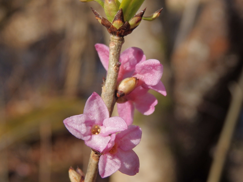 Parastā zalktene.
Autors: Laura Grīnberga