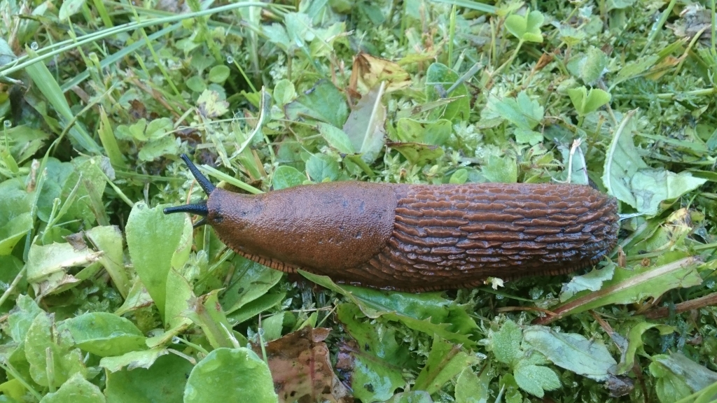 Autors: publicitātes foto