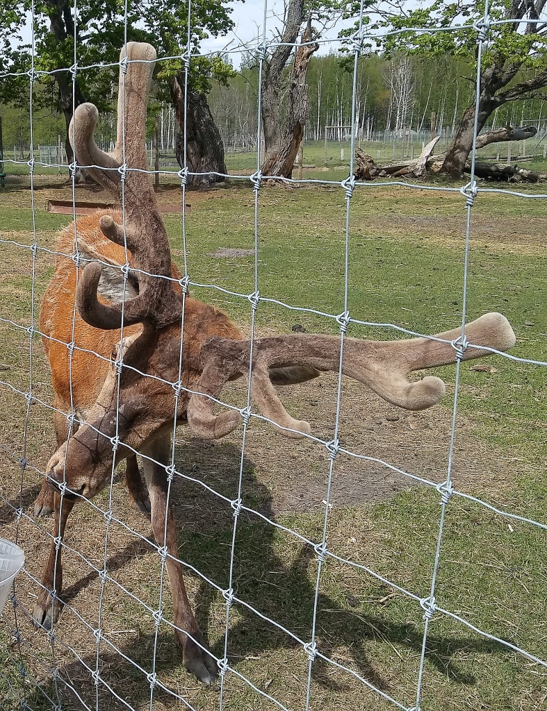 Autors: Pārsla Konrāde