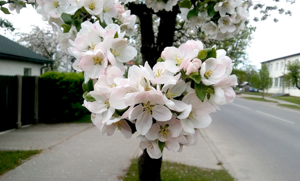 Autors: Pārsla Konrāde