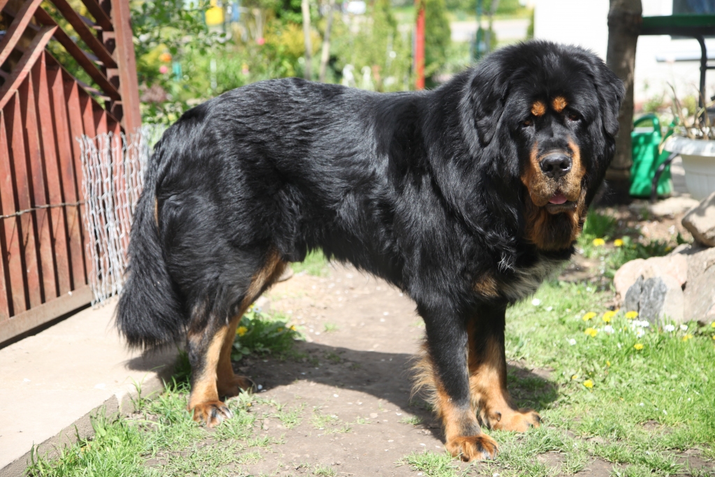 Tibetas mastifs nav mazs sunītis - sver apmēram 64 kilogramus, ir ar spēcīgu muskulatūru un žokli. Suns nav piemēroti dzīvošanai dzīvoklī, bet nevajadzētu arī viņu atstāt pa nakti ārpus telpām, jo Tibetas mastifs ir sargsuns un ries uz visu, kas tam šķitīs aizdomīgs. Šīs sugas suns ir neatkarīgs un inteliģents un sagaida, ka pret viņu izturēsies kā pret sabiedroto un draugu, nevis mājdzīvnieku. Pret svešiniekiem viņš ir atturīgs, bet labi saprotas ar bērniem, jo ir pacietīgs. 
Avots: www.suniem.lv

Autors: Gatis Bogdanovs