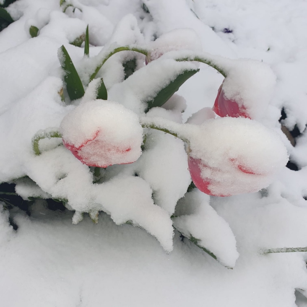 12.maijā Gulbenē.
Autors: Gunita Ābeltiņa