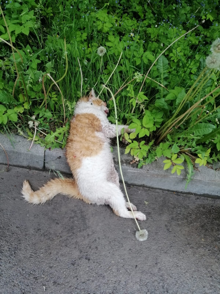 Autors: Ira Žeigure